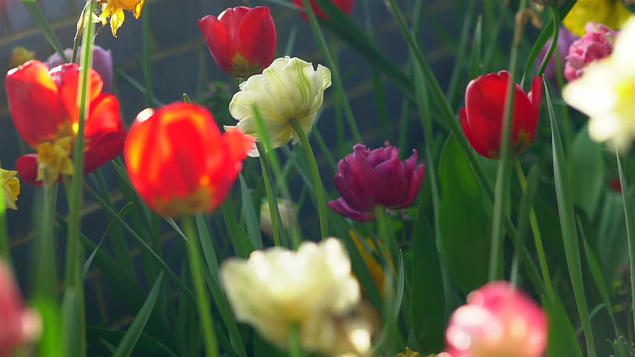 En blid brise, der blæser gennem et felt af påskeliljer og tulipaner, en afslappende, beroligende og farverig baggrund