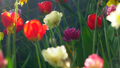 A-gentle-breeze-blowing-through-a-field-of-Daffodils-and-Tulips,-a-relax,-calming-and-colorful-background