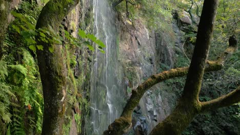 Árboles-Cubiertos-De-Musgo-Con-Cascada-De-Aguacaida-En-Pantón,-Lugo,-España