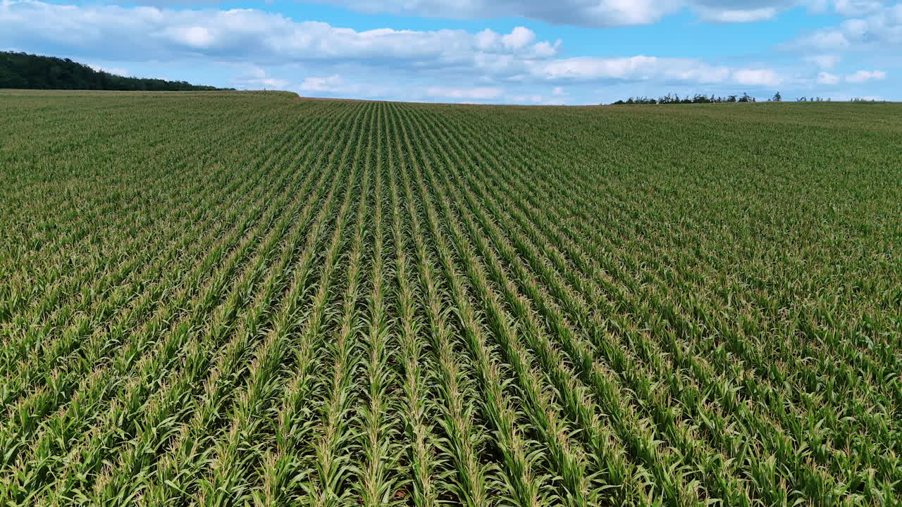 Empty countryside road through dense forest. Straight narrow road running through dense forest with green trees and sunlight