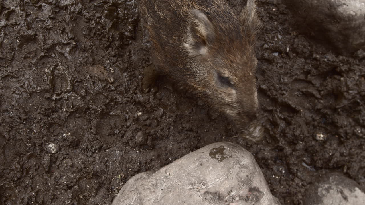 jabalí bebé jugando en el barro en cámara lenta