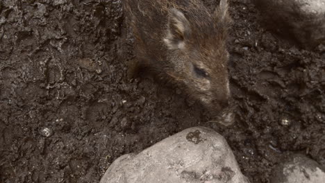 Baby-boar-playing-in-mud-in-slow-motion