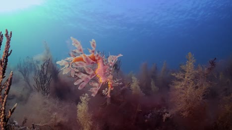 Leafy-Sea-Dragon-with-eggs-4k-slow-motion-South-Australia