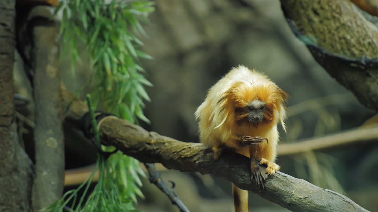 mico-leão-dourado sagüi sentado no galho