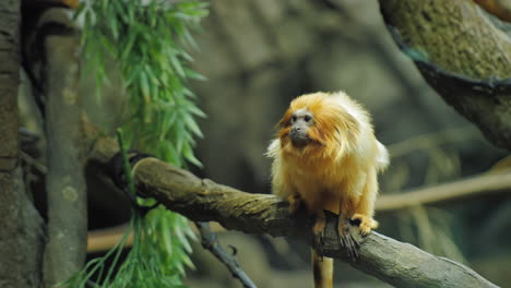 Goldener-Löwe-Tamarin-Marmoset-Sitzt-Auf-Ast