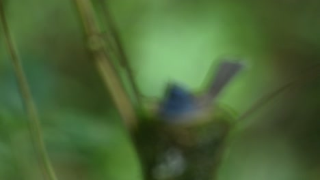 black-naped blue flycatcher, hypothymis azurea, kaeng krachan, thailand