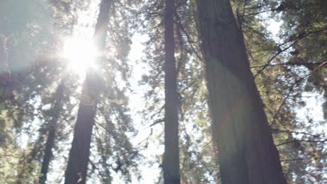 camera slowly pans across a stand of redwood trees, as it passes the sun a lens flare occurs