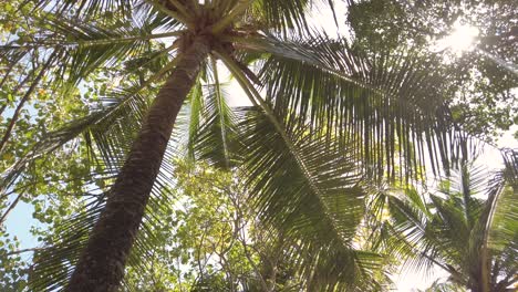palmeras filmadas con cámara 4k en bali indonesia seminyak beach