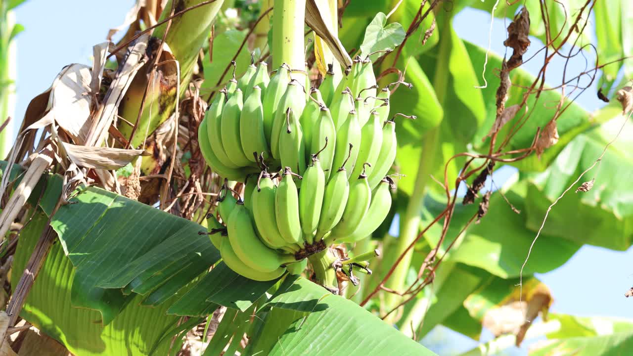 바나나 어리 성장은 간격으로 관찰됩니다.
