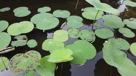 Estanque-De-Hojas-De-Loto,-Agua-Tranquila-Del-Lago,-Flora-Natural-Del-Jardín-De-Bali-Asia-Indonesia