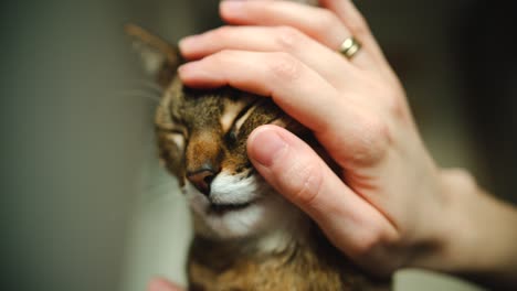 Close-up-of-cat's-head-while-owner-pets-it-with-whole-hand