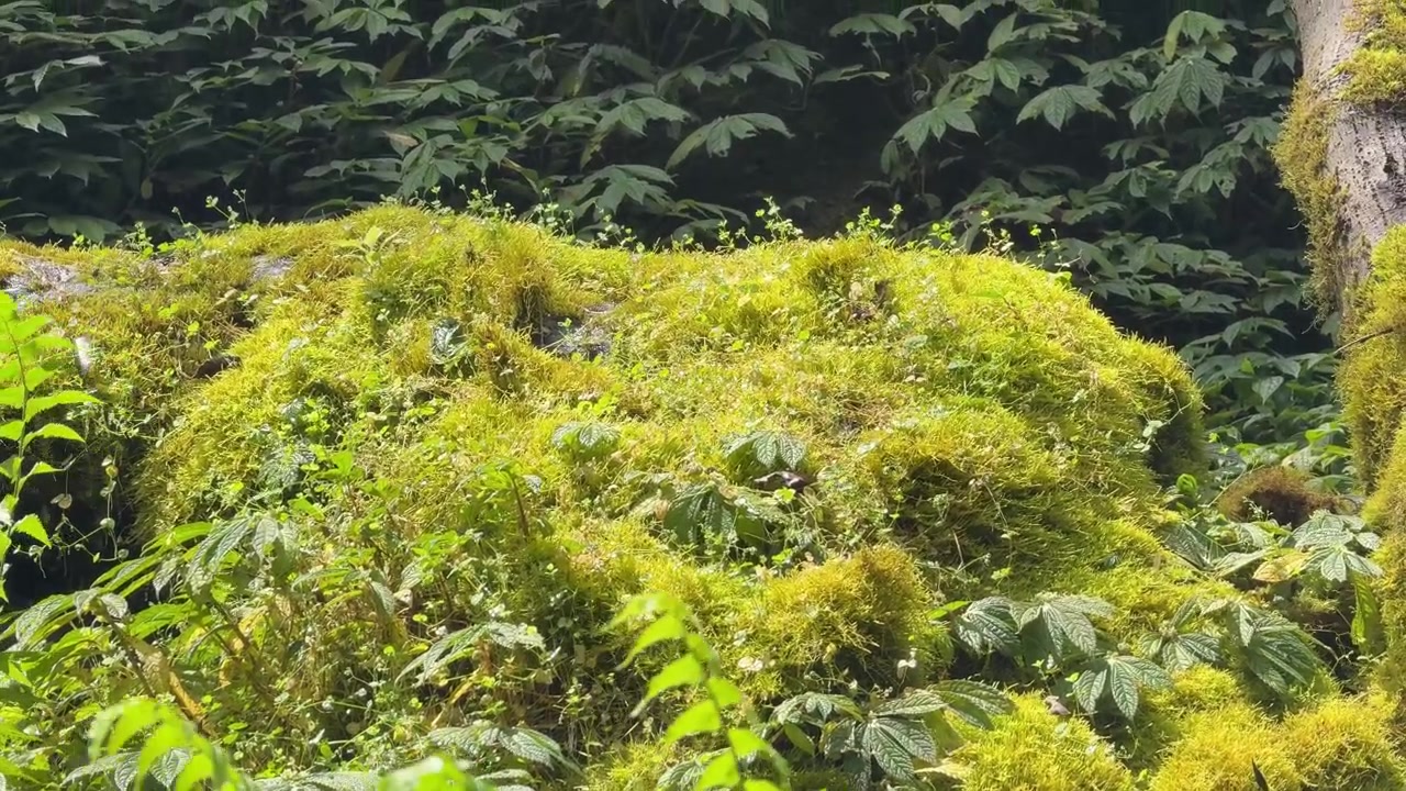 Lussureggiante muschio verde che cresce sul suolo della foresta