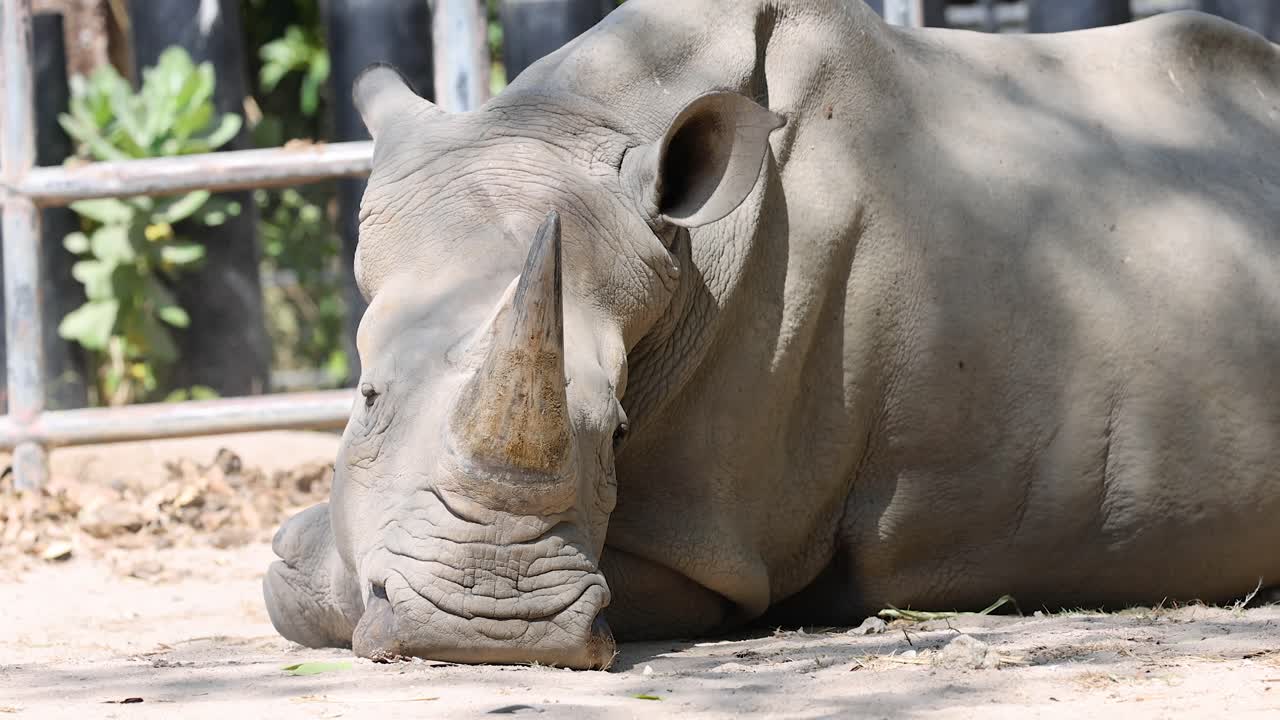 un rinoceronte descansando pacíficamente en el zoológico