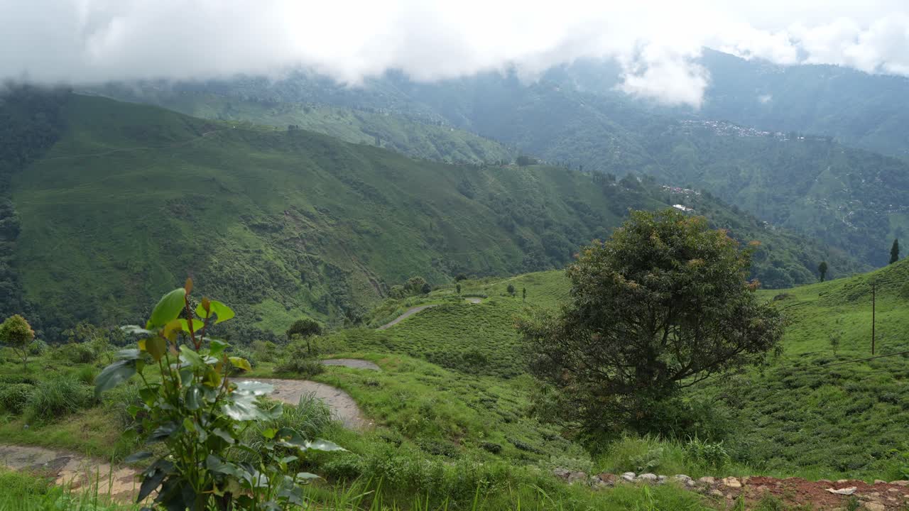 Beautiful landscape view of Darjeeling tea garden. The tea tree base prevents water from accumulating in the hilly areas of Darjeeling. This Darjeeling tea is world famous