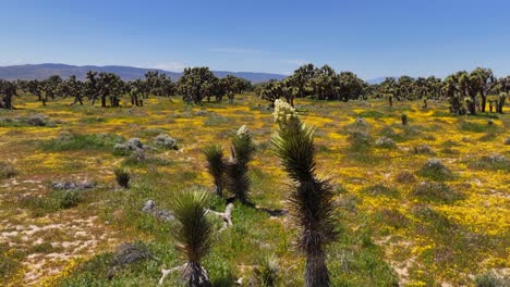 Árbol-De-Josué-Floreciente-En-Primavera---Retirar-La-Revelación-De-Flores-Silvestres-En-El-Desierto-De-Mojave