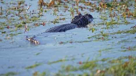 yacare caiman floats on surface with thin tail and back to head visible above still blue water as it swims through marsh wetland grass, slow motion