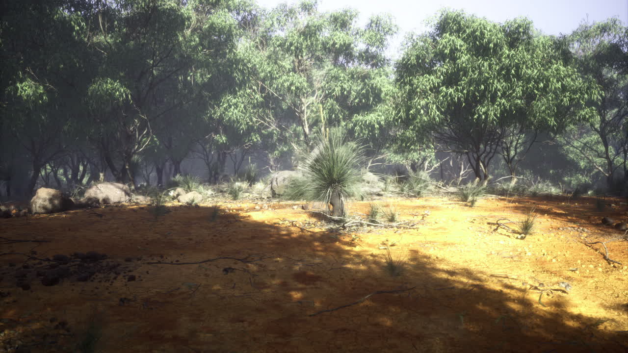 Exploring the natural beauty of a sunlit eucalyptus grove at dusk