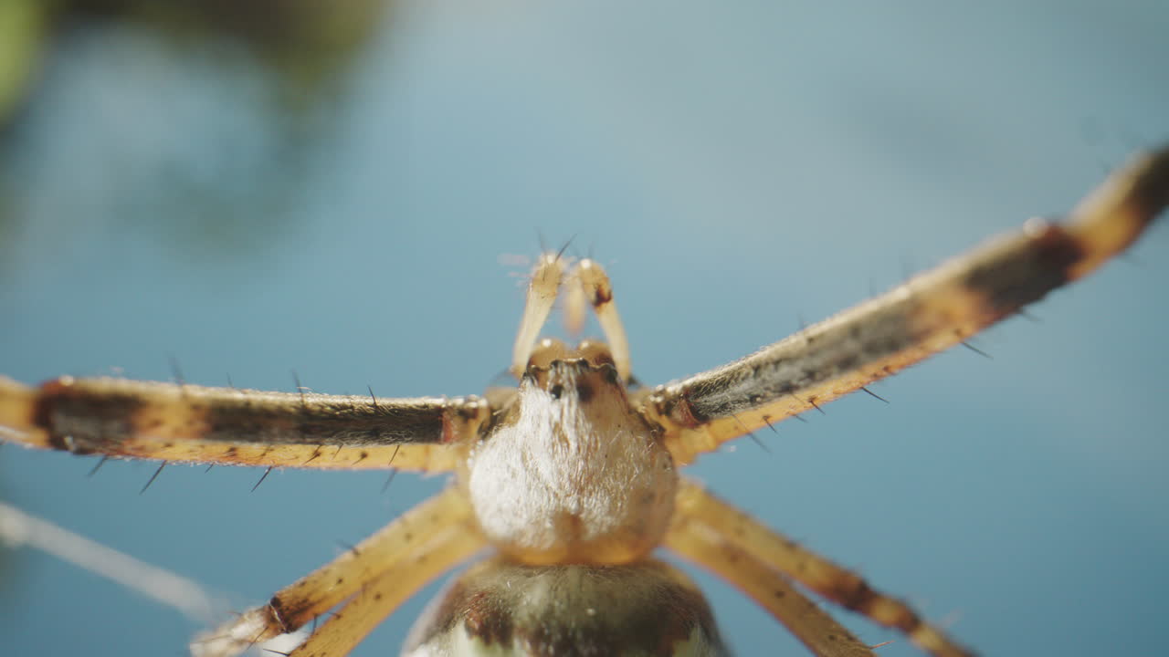 primer plano de una araña