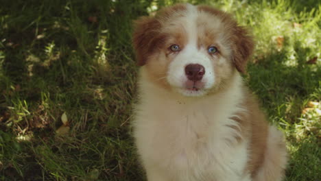 cute fluffy australian shepherd dog puppy with brown blue eyes sits on grass, closeup