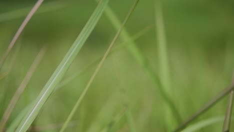 A-perennial-grass-native-to-tropical-and-subtropical-Asia-and-also-introduced-to-several-countries