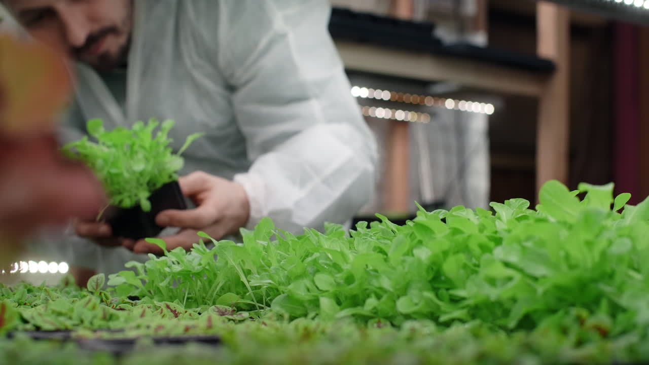 Hydroponic Vegetable Growth and Cultivation