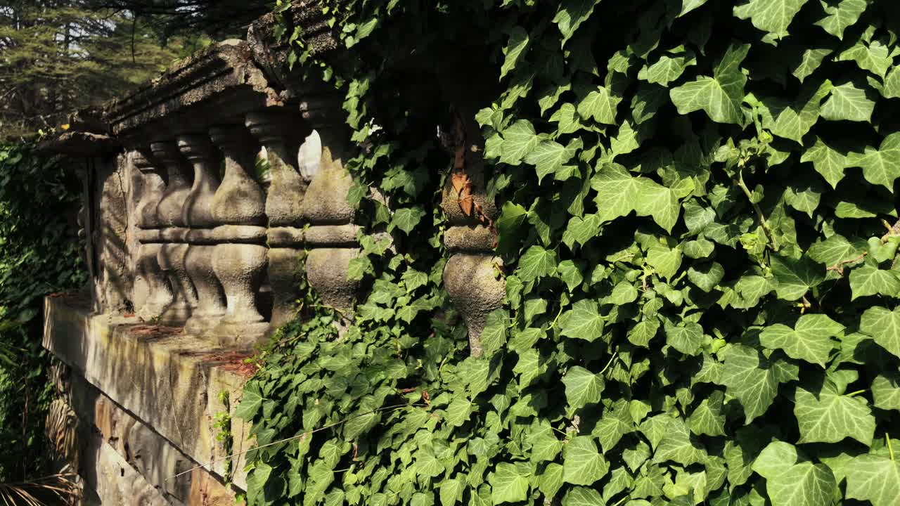 Muro in pietra coperto di edera