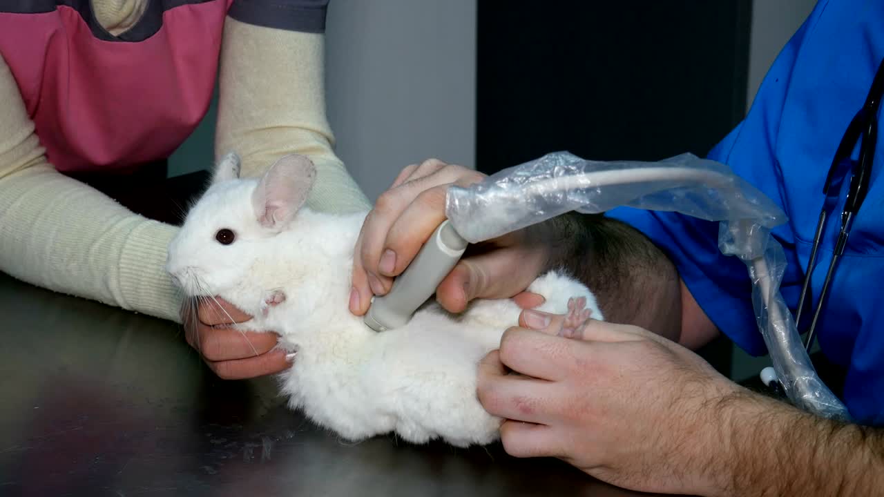 수의사는 치라를 초음파 검사합니다. 수의사 클리닉에서 초음파 진단에 알비노 치라는
