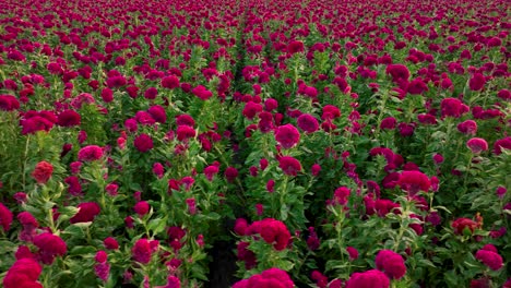 drone video traveling across a velvet flower crop in méxico