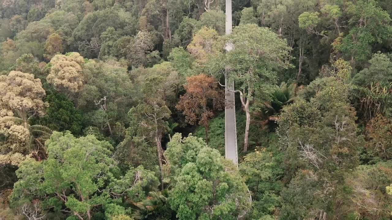 森林,自然環境,綠色森林息地