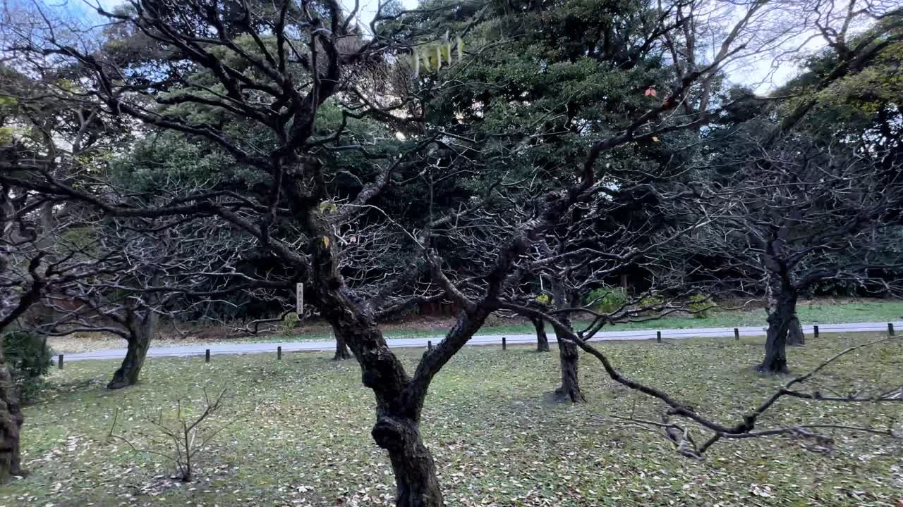 A serene winter scene in Hama Rikyu Gardens with leafless trees and a tranquil path