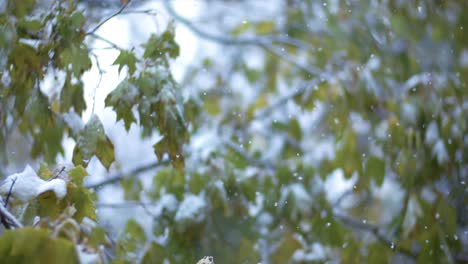 snow on tree branches with green leaves