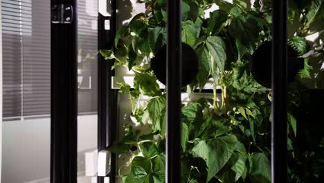 plants growing in an artificial greenhouse, innovative growing