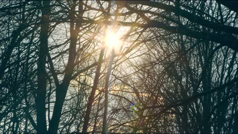 spring fairy sun shining through the glaciers of trees in the forest. smoke on the background of trees.