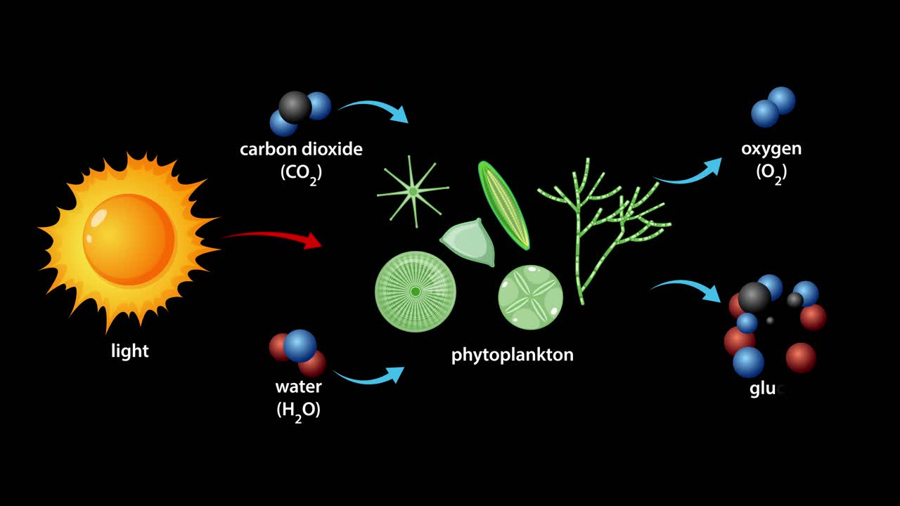 Animation illustrates phytoplankton photosynthesis, showing sunlight, carbon dioxide, and water transforming into oxygen and glucose. Clean vector graphics, black background, clear labeling