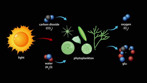 animation illustrates phytoplankton photosynthesis, showing sunlight, carbon dioxide, and water transforming into oxygen and glucose. clean vector graphics, black background, clear labeling