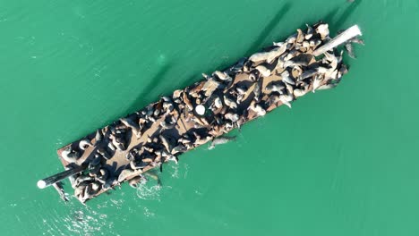 Otters-Cologne-At-Morro-Bay-In-California-United-States