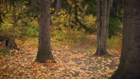 scenic view of forest with trees surrounded by dry fallen leaves on ground, fall season atmosphere with earthy tones, peaceful natural environment, and vibrant trees in autumn landscape