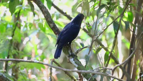 seen perched on a branch as it chirps and flies away, blue whistling thrush myophonus caeruleus