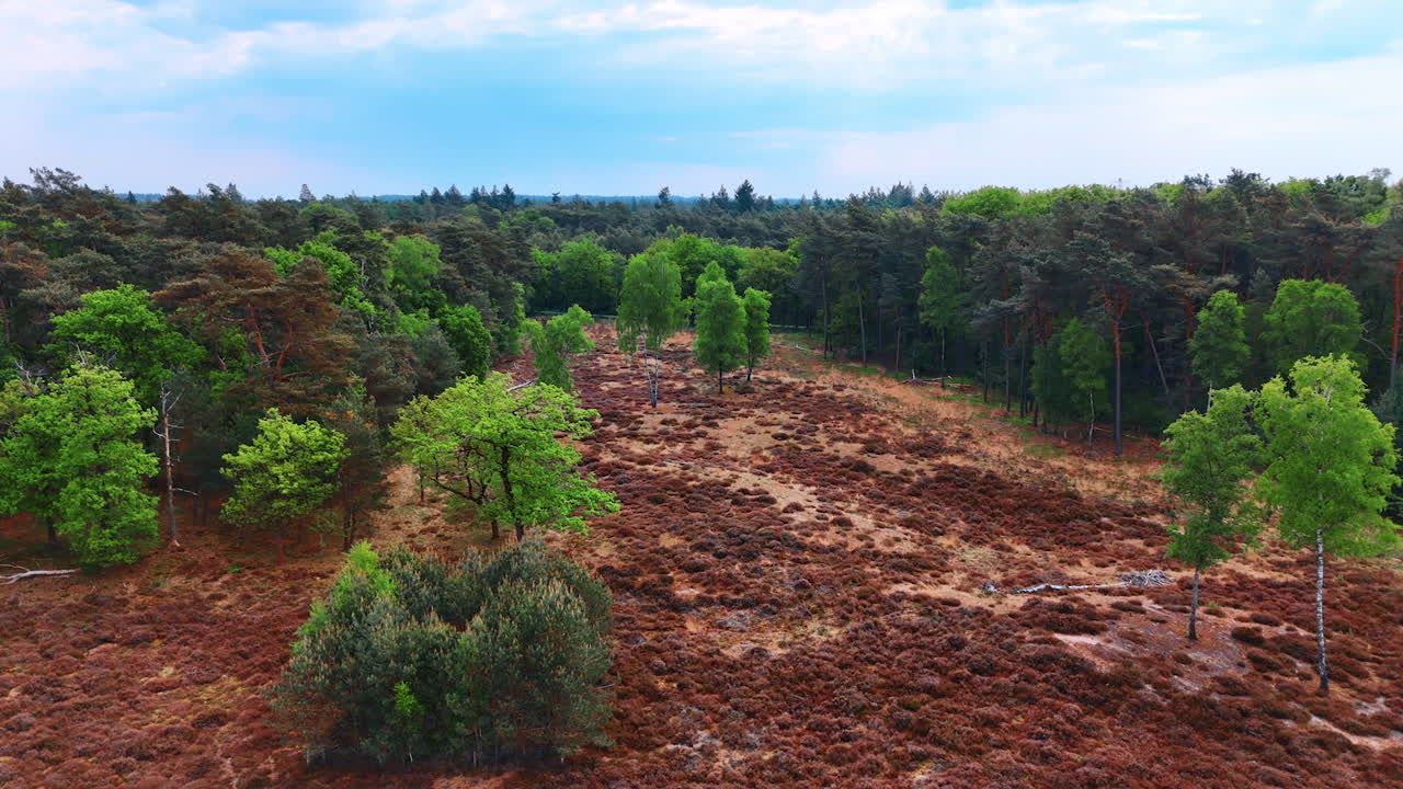 Paisagem florestal vibrante na primavera. A vegetação exuberante contrasta com o terreno marrom-avermelhado em uma paisagem florestal serena durante um dia claro de primavera