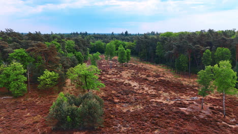 vibrant forest landscape in springtime. lush greenery contrasts with reddish-brown terrain in a serene forest landscape during a clear spring day