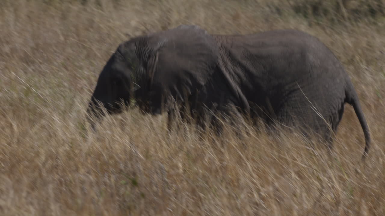 Close up of a baby african elephant walking with his herd, in the savanna of the Kruger National Park, South Africa
