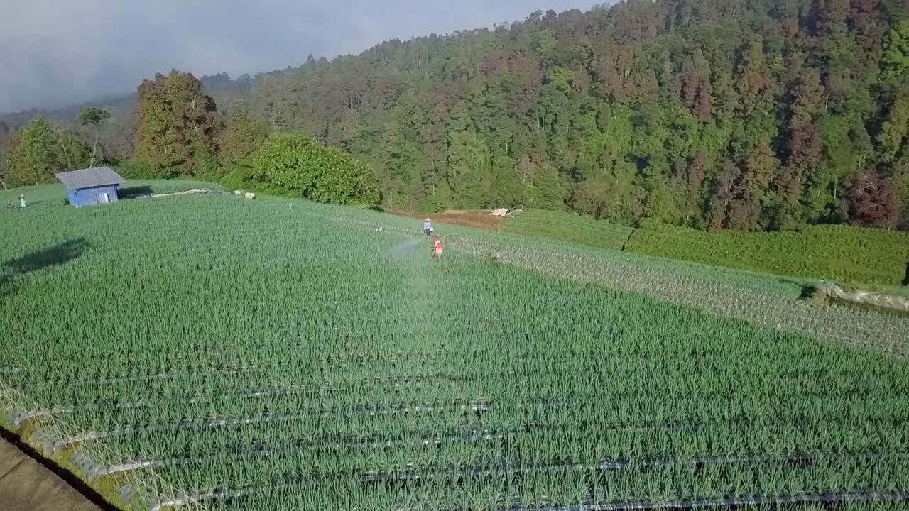 인도네시아 파 농장에서 일하는 농부의 무인 항공기 보기