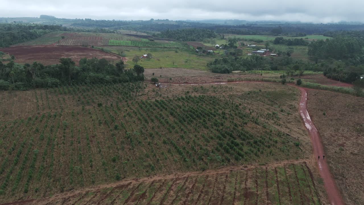 un campo de yerba mate con camino de tierra en un día nublado, vista aérea