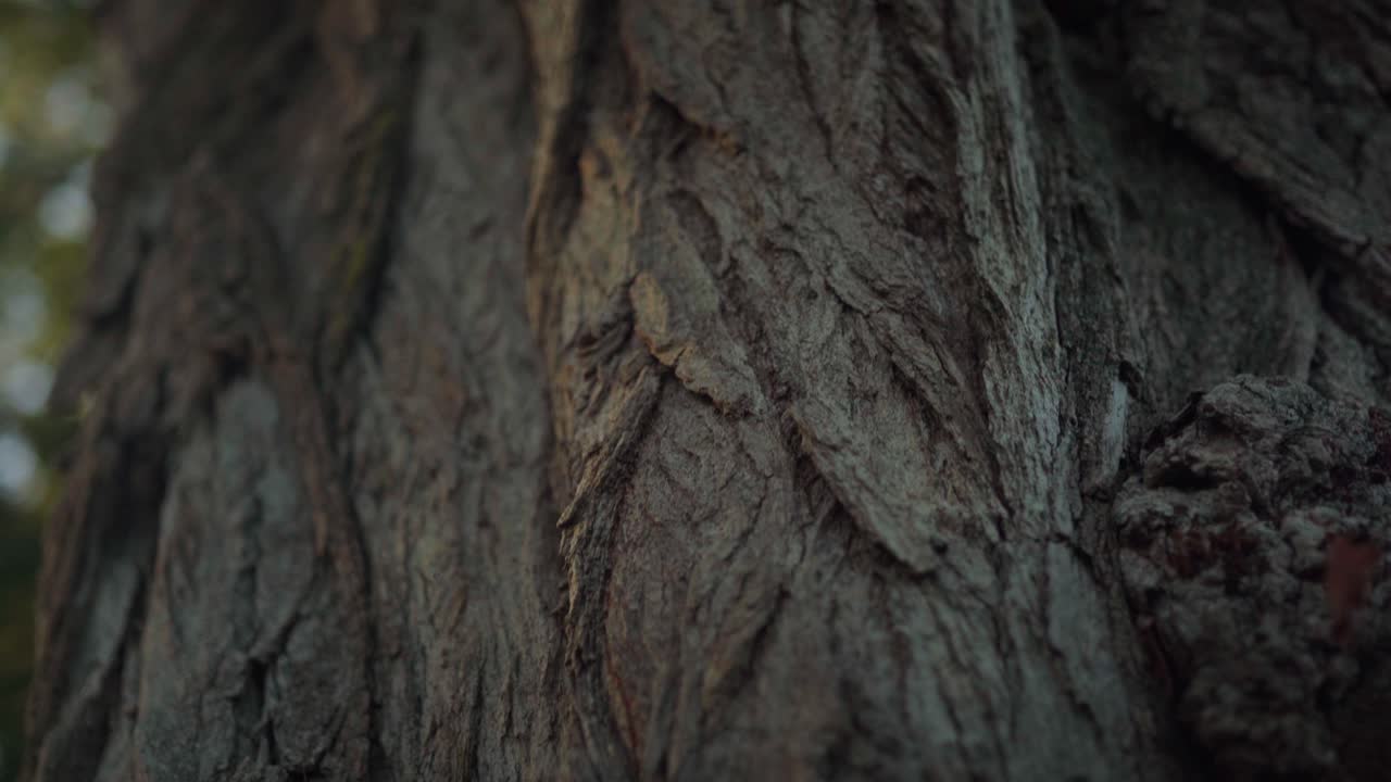 ⁇ 은 나무의 줄기가 드러났습니다.