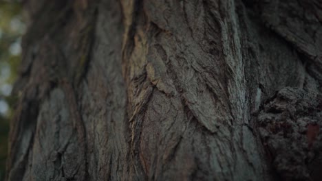 el tronco de un viejo árbol revelado