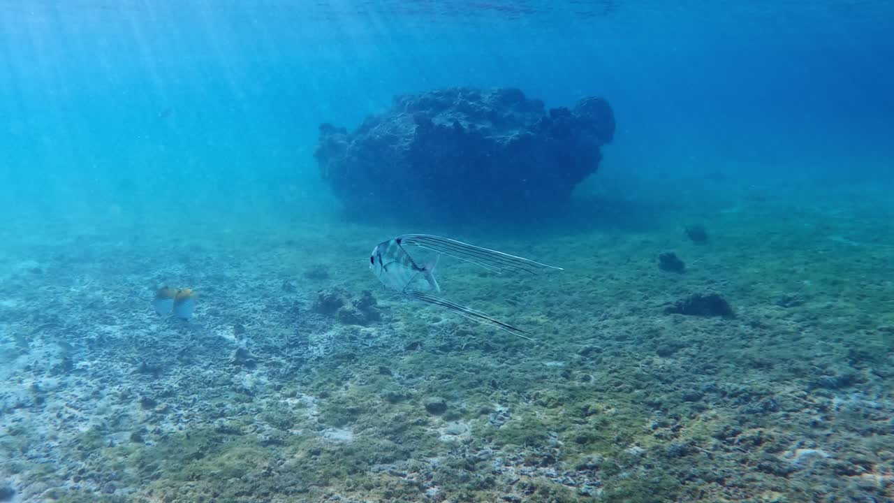 푸른 바다에서 수영하는 어린 아프리카 폼파노