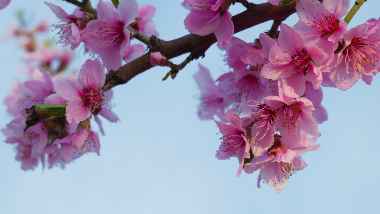 Pink Spring Flowers Blowing Softly in the Sunny Wind