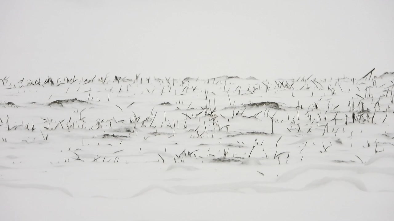 Snow Covered Field with Dry Grass Stalks in Winter