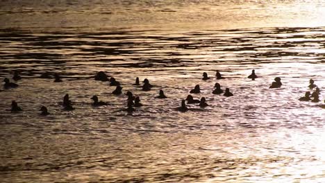 flock of goldeneye ducks paddle in water at sunset, long slow motion