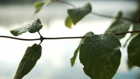 Tiro-Macro-De-Hojas-Verdes-En-El-Tallo-De-Una-Planta-Al-Aire-Libre---Cerrar